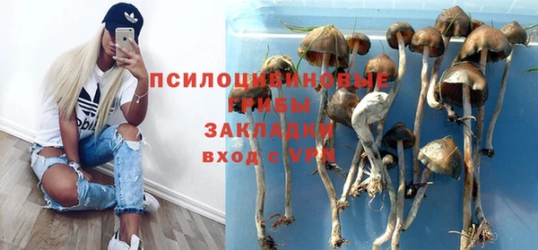 ПСИЛОЦИБИНОВЫЕ ГРИБЫ Горно-Алтайск